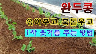 [텃밭농부 1,835]  완두콩 솎아 주고, 북을 돋우고, 1차 웃거름 주는 방법. #완두콩재배