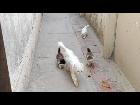 Mother Ignoring Her Kittens And Walking Away But Kittens Are Following Her