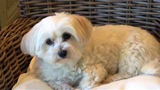 Bart Herman - Lieve Lona