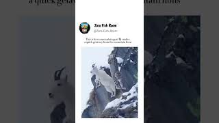 This is how a mountain goat🐐 makes a quick getaway from the mountain lions