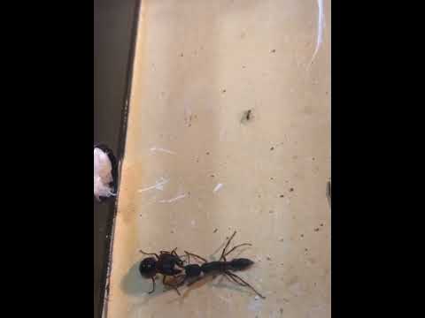 Pheidologeton Diversus vs. Harpegnathos venator