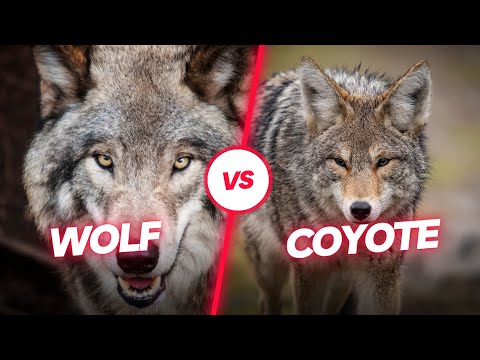 Wolf vs Coyote: The 6 Main Differences Explained
