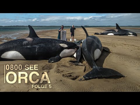 0800 SEE ORCA - Dramatic orca stranding | Episode 5