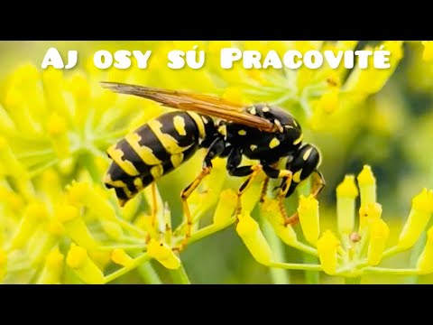 Aj osy sú užitočné a pracovité.