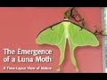 A Luna Moth Emerges From Her Cocoon