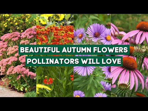 7 čudovitih jesenskih rož, ki jih bodo opraševalci oboževali 🌼🌸🌻