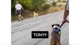 Download lagu F*ck you Tony mp3