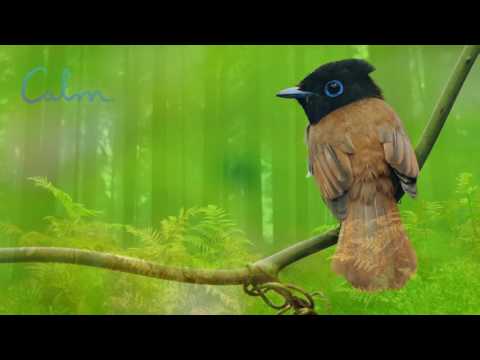 Nature Sound Relaxation-Soothing Forest Birds Singing-Relaxing Sleep Sounds-Without Music Calm