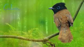 Nature Sound Relaxation-Soothing Forest Birds Singing-Relaxing Sleep Sounds-Without Music Calm