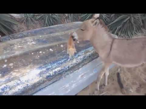 Le Zap De Spion N°237