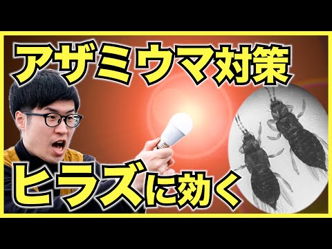 【農家】ヒラズハナアザミウマからイチゴを守る効果がある赤色LEDライト【ホタルクス・アグリレッド】