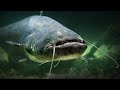 Catfish Vs Chicken Meat Feeding Monster Fish In Imphal Manipur Explore New Places