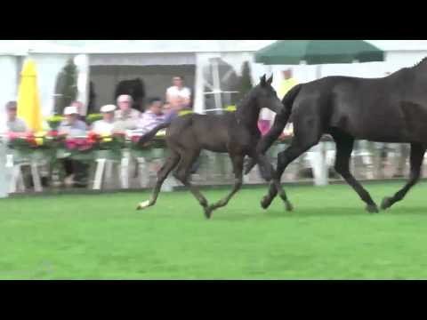 HF v. Don Nobless x Hochadel x Amerigo Vespucci