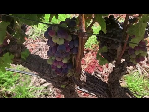 南アフリカのワインメーカーが中国需要ブームに乾杯 (South African winemakers toast China demand boom)