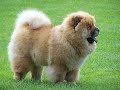 Funniest Chow Chow Videos Chow Chow Cute Animals