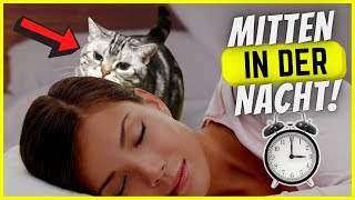 Weckt dich deine Katze zwischen 2 und 5? Das bedeutet es!