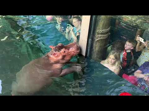 Hippo Fritz Celebrates His 1st Birthday - Cincinnati Zoo