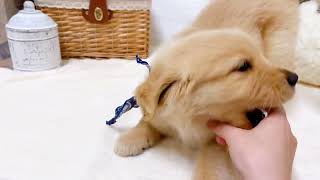 ゴールデンレトリバーの動画02