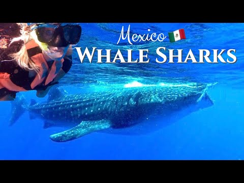 image-Can you swim with whale sharks in Hawaii?