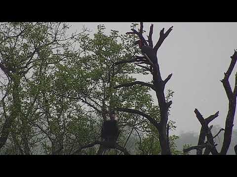 Djuma: Southern Ground Hornbills in the rain - 07:19 - 11/22/21