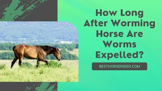 How Long After Worming Horse Are Worms Expelled?