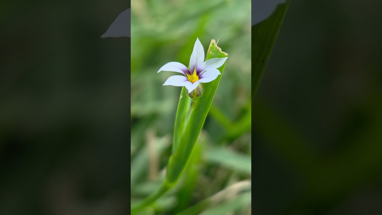 A small violet flower.