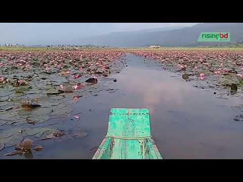 লাল শাপলায় ভরা ডিবির হাওর