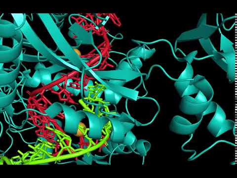 Binding of target RNA to miRNA in Argonaute2