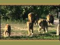 African Lion Safari 2010 TV Commercial