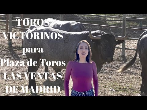 TOROS VICTORINOS para PLAZA LAS VENTAS de MADRID Feria de Otoño 2023