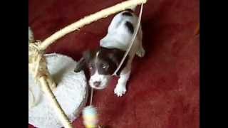 Captain Beefheart  , Wild Life