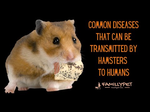 Common Diseases that can be Transmitted by Hamsters to Humans