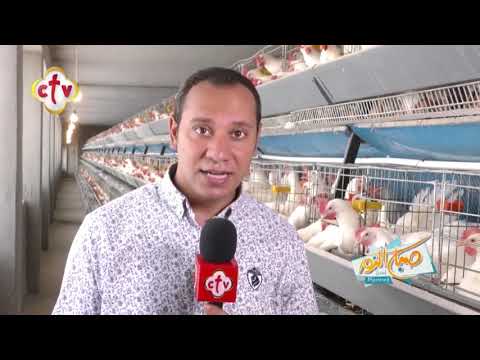 , title : 'مزارع إنتاج البيض .. استثمار مربح .. مصر تنتج 13 مليار بيضة سنويا | تقرير فريد إدوار | CTV'