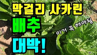 천연 살충제로키운 배추 깨끗하게 잘자란 막걸리 사카린효과 대박