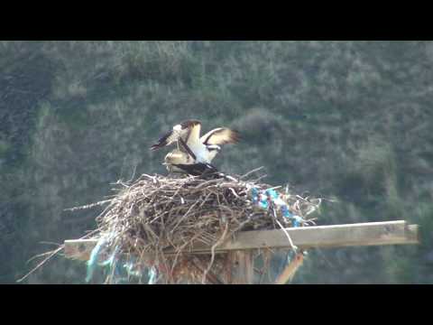 Osprey mating