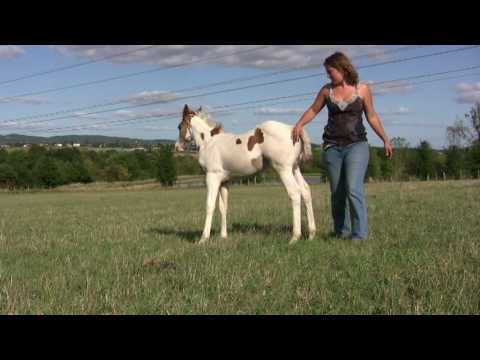 download lagu mp3 mp4 Poulain, download lagu Poulain gratis, unduh video klip Poulain