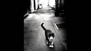 Back Alley Cat