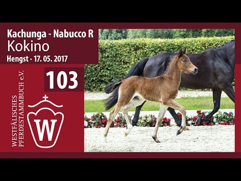 103 Kokino  Hengst v. Kachunga - Nabucco