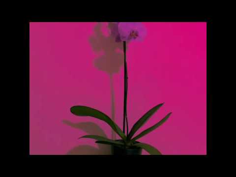 Thomas Hazey - Cupid's Protest (feat. Daev Martian)