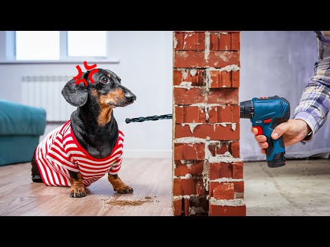 Noisy Neighbors: Can This Dachshund Find Peace?
