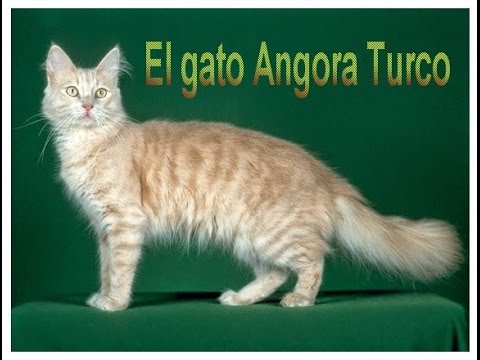 download lagu mp3 mp4 La Crema De La Crema Felinos, download mp3 La Crema De La Crema Felinos free download, download mp3 La Crema De La Crema Felinos