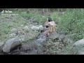 Ngintip Orang Mandi Dulu Lah Eheh Ternyata