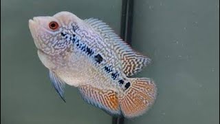 Download lagu 5 Types and Low Prices of the Latest Local Freshwater Flowerhorn Ornamental Fish in Indonesia mp3 Download lagu 5 Types and Low Prices of the Latest Local Freshwater Flowerhorn Ornamental Fish in Indonesia mp3