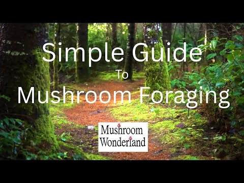 Simple Guide to Mushroom Foraging for Beginners
