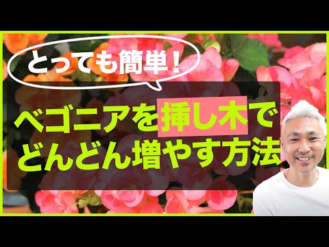 水中のフクシアから挿し木を取る方法は？ 5 つの簡単なステップ + サポートビデオ  庭園