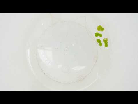 ウキクサを少しください!