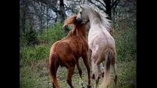 CABALLO VIEJO interprete Carlos Martin Báez