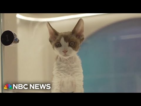 China sees surge in pet ownership as the country’s population shrinks