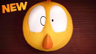 NEW Chicky's New House | Where's Chicky? | Cartoon Collection in English for Kids | New episodes