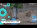 Agressieve apen in Japan vallen mensen aan op straat